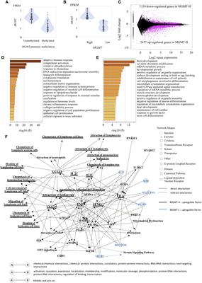 Glioblastoma with high O6-methyl-guanine DNA methyltransferase expression are more immunologically active than tumors with low MGMT expression